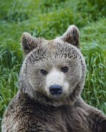Bear Sanctuary Prishtina Day Tour – 1 Day
