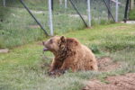 Bear Sanctuary Prishtina Day Tour – 1 Day - Image 10