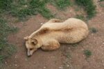 Bear Sanctuary Prishtina Day Tour – 1 Day - Image 8