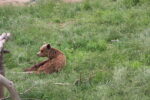 Bear Sanctuary Prishtina Day Tour – 1 Day - Image 11