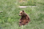 Bear Sanctuary Prishtina Day Tour – 1 Day - Image 9