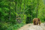 Bear Sanctuary Prishtina Day Tour – 1 Day - Image 2