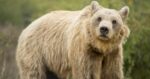 Bear Sanctuary Prishtina Day Tour – 1 Day - Image 3