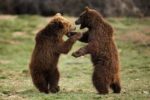 Bear Sanctuary Prishtina Day Tour – 1 Day - Image 6